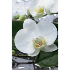 Orchidée Phalaeonopsis 2 Tiges - Pot D.12 Cm -Flora Soldes 261303 001