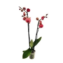 Orchidée Phalaeonopsis 2 Tiges - Pot D.12 Cm -Flora Soldes 261303 016