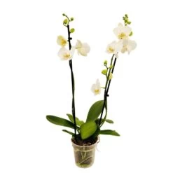 Orchidée Phalaeonopsis 2 Tiges - Pot D.12 Cm -Flora Soldes 261303 017