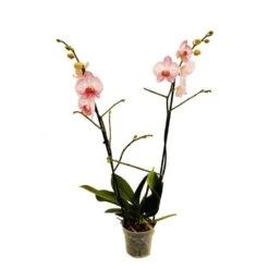 Orchidée Phalaeonopsis 2 Tiges - Pot D.12 Cm -Flora Soldes 261303 018