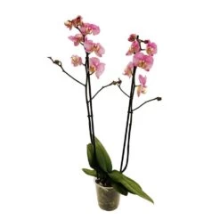 Orchidée Phalaeonopsis 2 Tiges - Pot D.12 Cm -Flora Soldes 261303 019