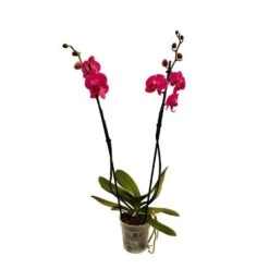 Orchidée Phalaeonopsis 2 Tiges - Pot D.12 Cm -Flora Soldes 261303 020