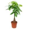 Pachira Aquatica, Châtaigne - Pot De 21cm - Hauteur Env. 100cm -Flora Soldes 2777579ea73e4cc6