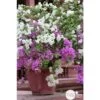Bougainvillea : Pyramide D17cm -Flora Soldes 277986 001