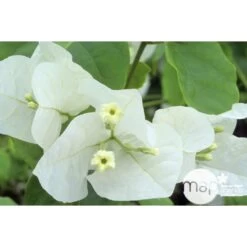 Bougainvillea : Pyramide D17cm -Flora Soldes 277986 002
