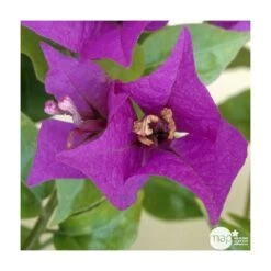 Bougainvillea : Pyramide D17cm -Flora Soldes 277986 003
