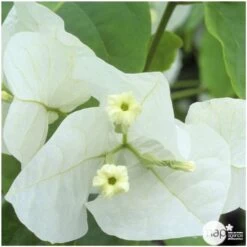 Bougainvillea : Pyramide D17cm -Flora Soldes 277986 004