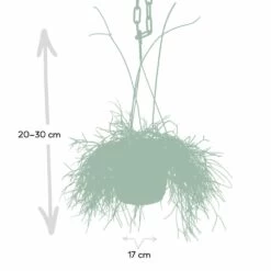 Rhipsalis Baccifera - H30cm, ø12cm - Plante D'intérieur Tombante -Flora Soldes 293e650cb9f7254e