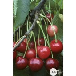 Cerisier Bigarreau Marmotte : Demi Tige Ctr 15 Litres -Flora Soldes 29603 002