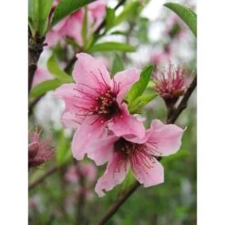 Nectarinier Nectarose : Demi Tige Ctr 15 Litres -Flora Soldes 29612 002