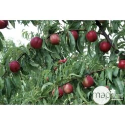 Nectarinier Nectarose : Demi Tige Ctr 15 Litres -Flora Soldes 29612 003