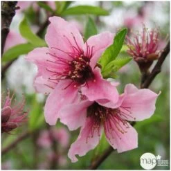 Nectarinier Nectarose : Demi Tige Ctr 15 Litres -Flora Soldes 29612 004