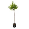 Nectarinier Nectarose : Demi Tige Ctr 15 Litres -Flora Soldes 29612 1749382