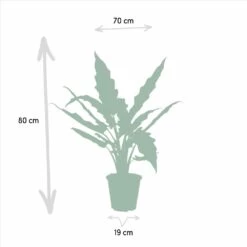 Alocasia Lauterbachiana - H80cm, ø19cm - Grande Plante D'intérieur -Flora Soldes 2a57d858b995e087