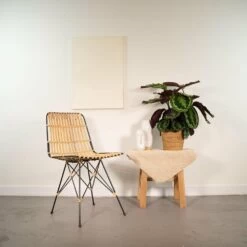 Calathea Medallion - H65cm, ø19cm - Plante D'intérieur -Flora Soldes 2b1a79233be0dabe