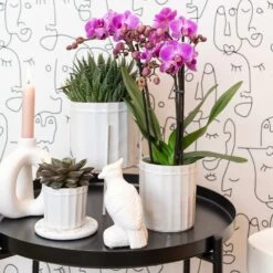 Echeveria Purpusorum - H9cm, ø6cm - Plante D'intérieur -Flora Soldes 2c8c49de04734b25