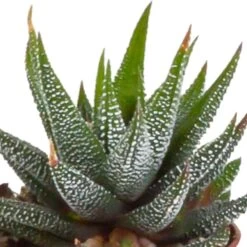 Gasteria, Haworthia Et Leurs Caches-pots Blancs, Box De 5 Plantes - H8cm, ø6cm - Plantes D'intérieur -Flora Soldes 2de64a1b128c83ca