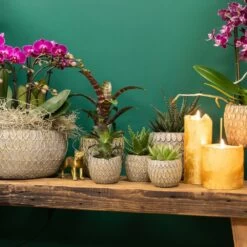 Haworthia - H11cm, ø6cm - Plante D'intérieur -Flora Soldes 2de74b199696d501