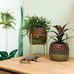 Rhipsalis Baccifera - H10cm, ø6cm - Plante D'intérieur -Flora Soldes 2e8d3bdc2506711c