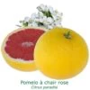 Pomelos A Chair Rose Bio Tailles:pot De 3 Litres, Hauteur 30/40 Cm -Flora Soldes 2ed3940e2398882b