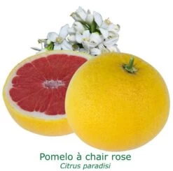 Pomelos A Chair Rose Bio Tailles:pot De 3 Litres, Hauteur 30/40 Cm