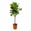Ficus Lyrata Boom Xxl - H180cm, ø30cm - Très Grande Plante D'intérieur -Flora Soldes 31354d2edaba56fb