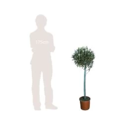 Olivier, Olea Europeae : H100 Cm Tige Pot D20cm -Flora Soldes 316246 002