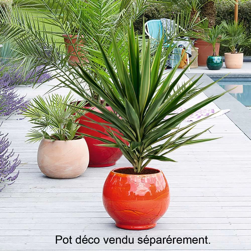 Yucca Jewel : H 80/105 Cm Pot Décoratif 25 Cm 4 Yucca Jewel : H 80/105 Cm Pot Décoratif 25 Cm - Image 2