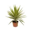 Yucca Jewel : H 80/105 Cm Pot Décoratif 25 Cm 2 Yucca Jewel : H 80/105 Cm Pot Décoratif 25 Cm -Flora Soldes 316260 002