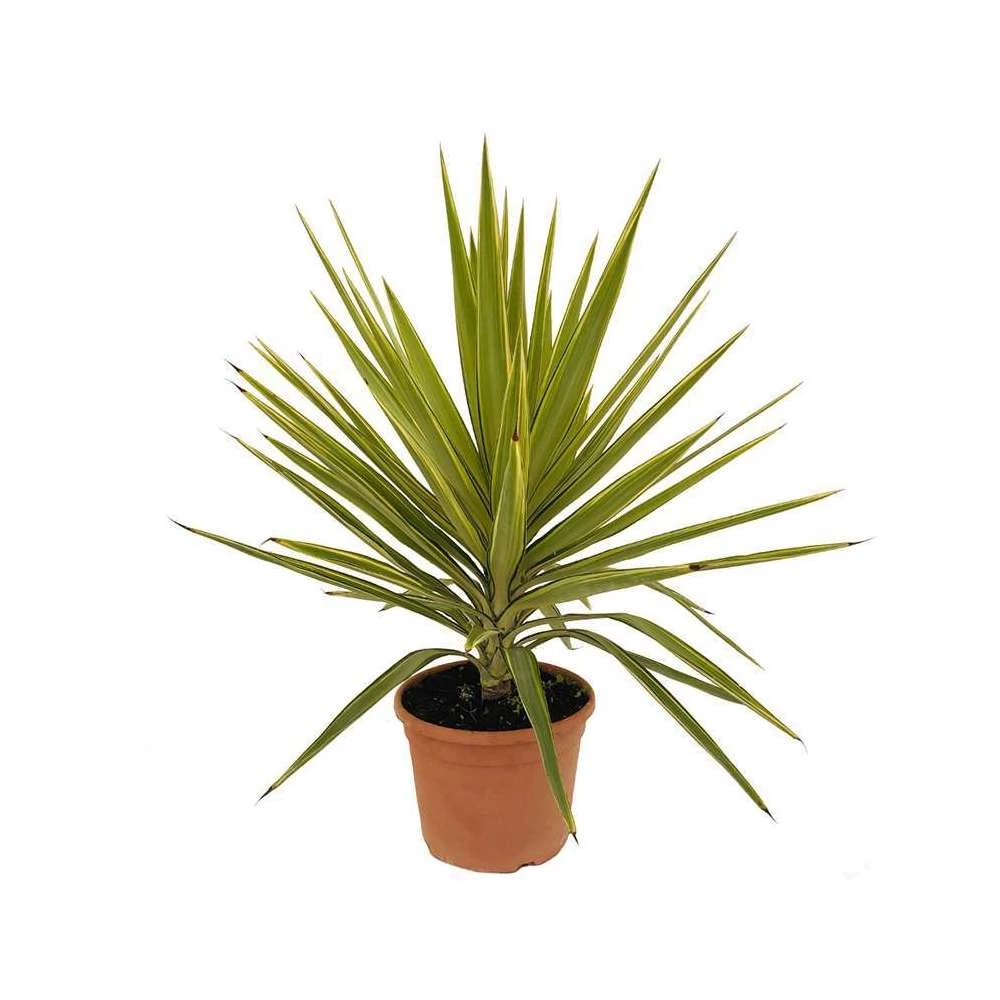 Yucca Jewel : H 80/105 Cm Pot Décoratif 25 Cm 3 Yucca Jewel : H 80/105 Cm Pot Décoratif 25 Cm