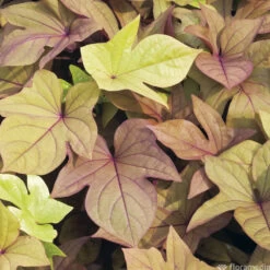 Ipomée : Plateau De 6 Plants En Godets Ø 8 Cm -Flora Soldes 318186 008