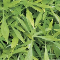 Ipomée : Plateau De 6 Plants En Godets Ø 8 Cm -Flora Soldes 318186 011