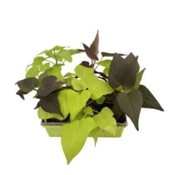 Ipomée : Plateau De 6 Plants En Godets Ø 8 Cm -Flora Soldes 318186 013