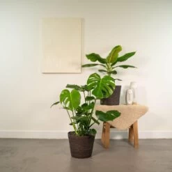 Monstera Deliciosa, Bananier Musa Et Leurs Paniers Noirs, Duo De Plantes - Grandes Plantes D'intérieur 8 Monstera Deliciosa, Bananier Musa Et Leurs Paniers Noirs, Duo De Plantes - Grandes Plantes D'intérieur -Flora Soldes 31e295ea4954b484