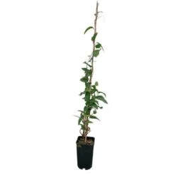 Hardenbergia Violacea - Hardenbergia Violacea 3l -Flora Soldes 32a35dfbf103dba4