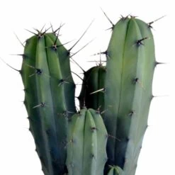 Myrtillocactus - H40cm, ø17cm - Plante D'intérieur Facile D'entretien 10 Myrtillocactus - H40cm, ø17cm - Plante D'intérieur Facile D'entretien -Flora Soldes 33303d85be75e3e9