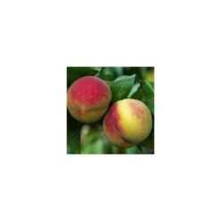 Pêcher Charles Ingouf : ½ Tige, 4-5 Ans, H 170-180 Cm -Flora Soldes 335750 002 1