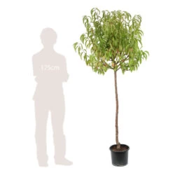 Pêcher Charles Ingouf : ½ Tige, 4-5 Ans, H 170-180 Cm -Flora Soldes 335750 004