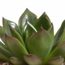 Echeveria Et Leurs Caches-pots Terracotta, Box De 3 Plantes - H12cm, ø9,5cm - Plantes D'intérieur -Flora Soldes 338a0e65703008fb