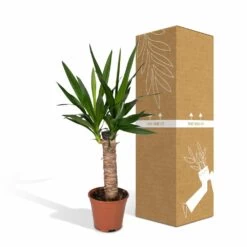 Yucca - H40cm, ø14cm - Plante D'intérieur -Flora Soldes 3432fe20eae17f67