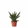 Aloe Brevifolia - H14cm, ø6cm - Plante D'intérieur Facile D'entretien 2 Aloe Brevifolia - H14cm, ø6cm - Plante D'intérieur Facile D'entretien -Flora Soldes 347af5d33b044b54