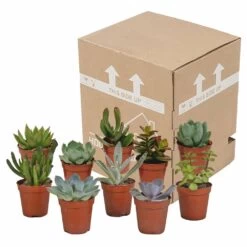 Succulentes, Box De 10 Plantes - H13cm, ø5,5cm - Plantes D'intérieur -Flora Soldes 34c5cec915ff5cc9
