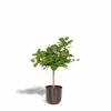 Ficus Benghalensis Et Son Cache-pot Noir - H90cm, ø21cm - Grande Plante D'intérieur -Flora Soldes 359e763ba23d1d62