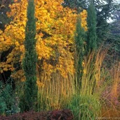 Cupressus Sempervirens Totem : Hauteur 150/175 Cm, Pot 18 L -Flora Soldes 374634 002