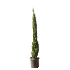 Cupressus Sempervirens Totem : Hauteur 150/175 Cm, Pot 18 L -Flora Soldes 374634 2058679 1