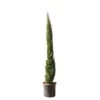Cupressus Sempervirens Totem : Hauteur 150/175 Cm, Pot 18 L -Flora Soldes 374634 2058679