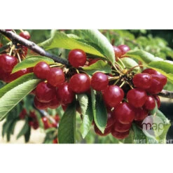 Cerisier Coeur De Pigeon : ½ Tige, 4-5 Ans, H 170-180 Cm -Flora Soldes 37589 002