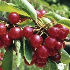 Cerisier Coeur De Pigeon : ½ Tige, 4-5 Ans, H 170-180 Cm -Flora Soldes 37589 003