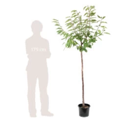Cerisier Coeur De Pigeon : ½ Tige, 4-5 Ans, H 170-180 Cm -Flora Soldes 37589 006