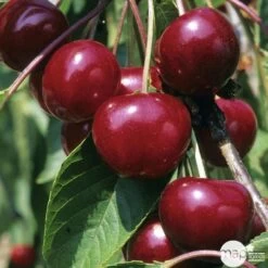 Cerisier Griotte Montmorency : ½ Tige, 4-5 Ans, H 170-180 Cm -Flora Soldes 37611 004